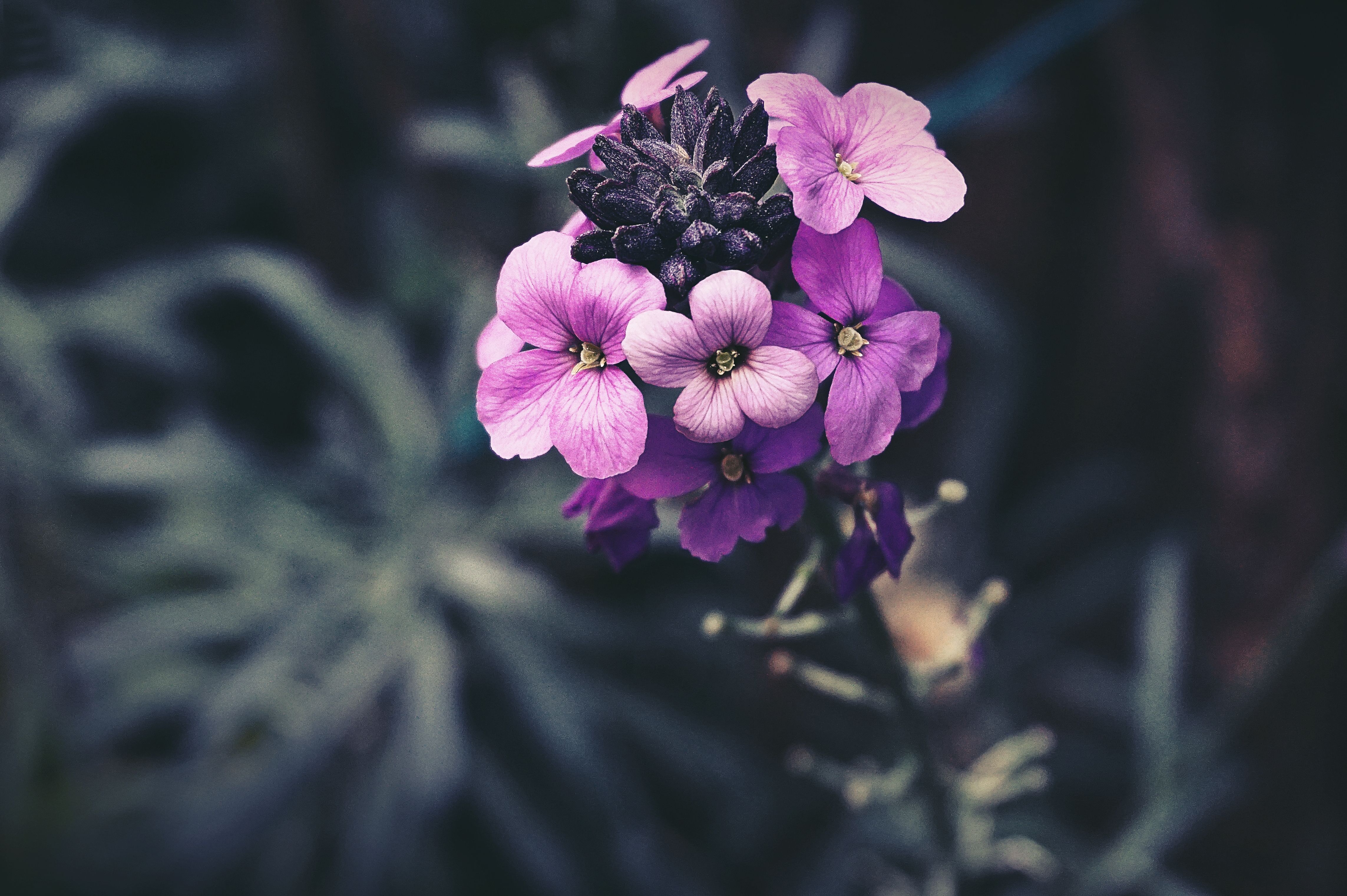 免費 選擇性聚焦攝影中的紫色花瓣花 圖庫相片