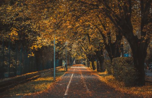 Free A peaceful urban park pathway surrounded by colorful autumn foliage and empty benches. Stock Photo