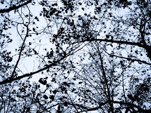 Free stock photo of branches, contrast, dark