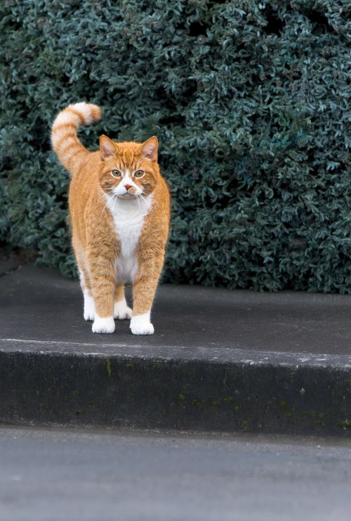 Free A ginger cat stands on a city sidewalk near dense bushes, looking serious. Stock Photo