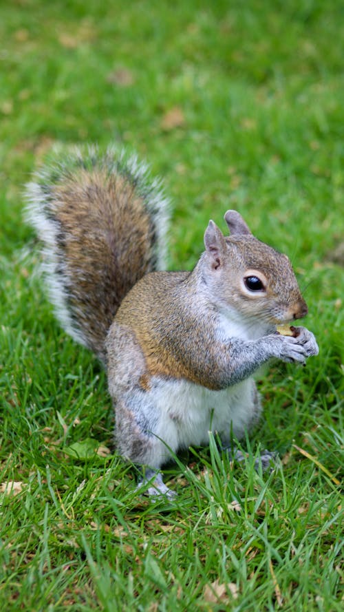 écureuil Mignon Dans Le Parc De Londres