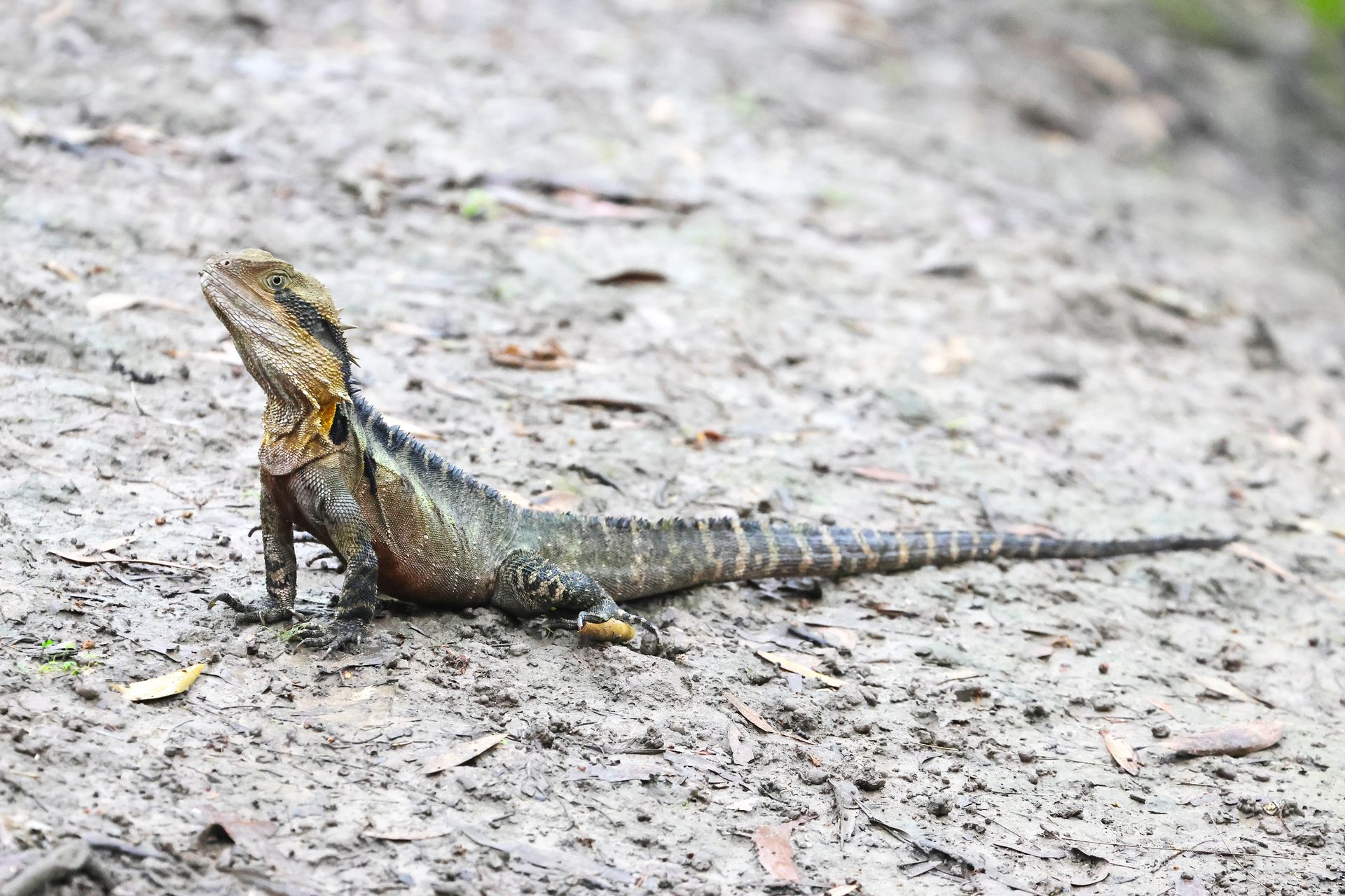 Australian Water Dragon Lizard Lying on the Ground