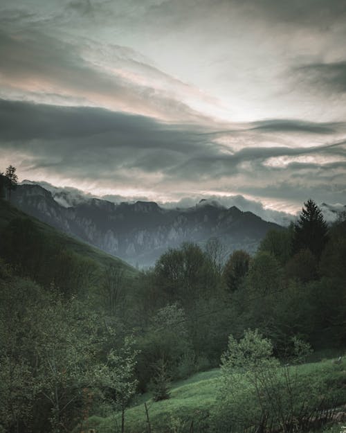 Photo of Trees Under Cloudy Sky