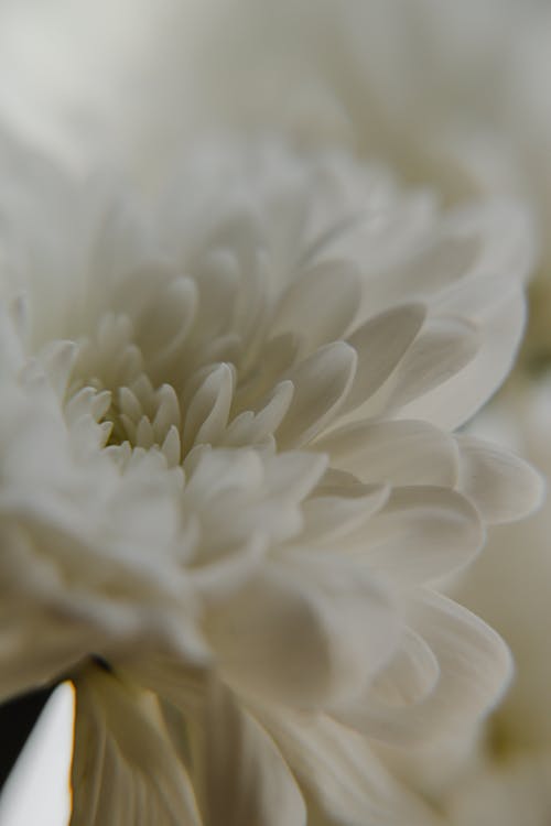 Darmowe zdjęcie z galerii z kwiaty, natura, tło