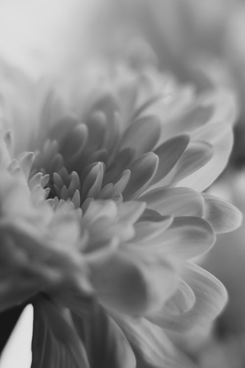 Flower Petals in Black and White