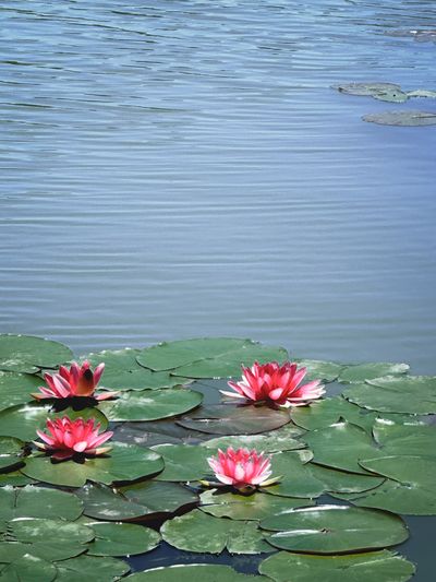 Lily pads on still water — photo by sem ro on Pexels