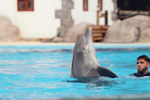 dolphin photo