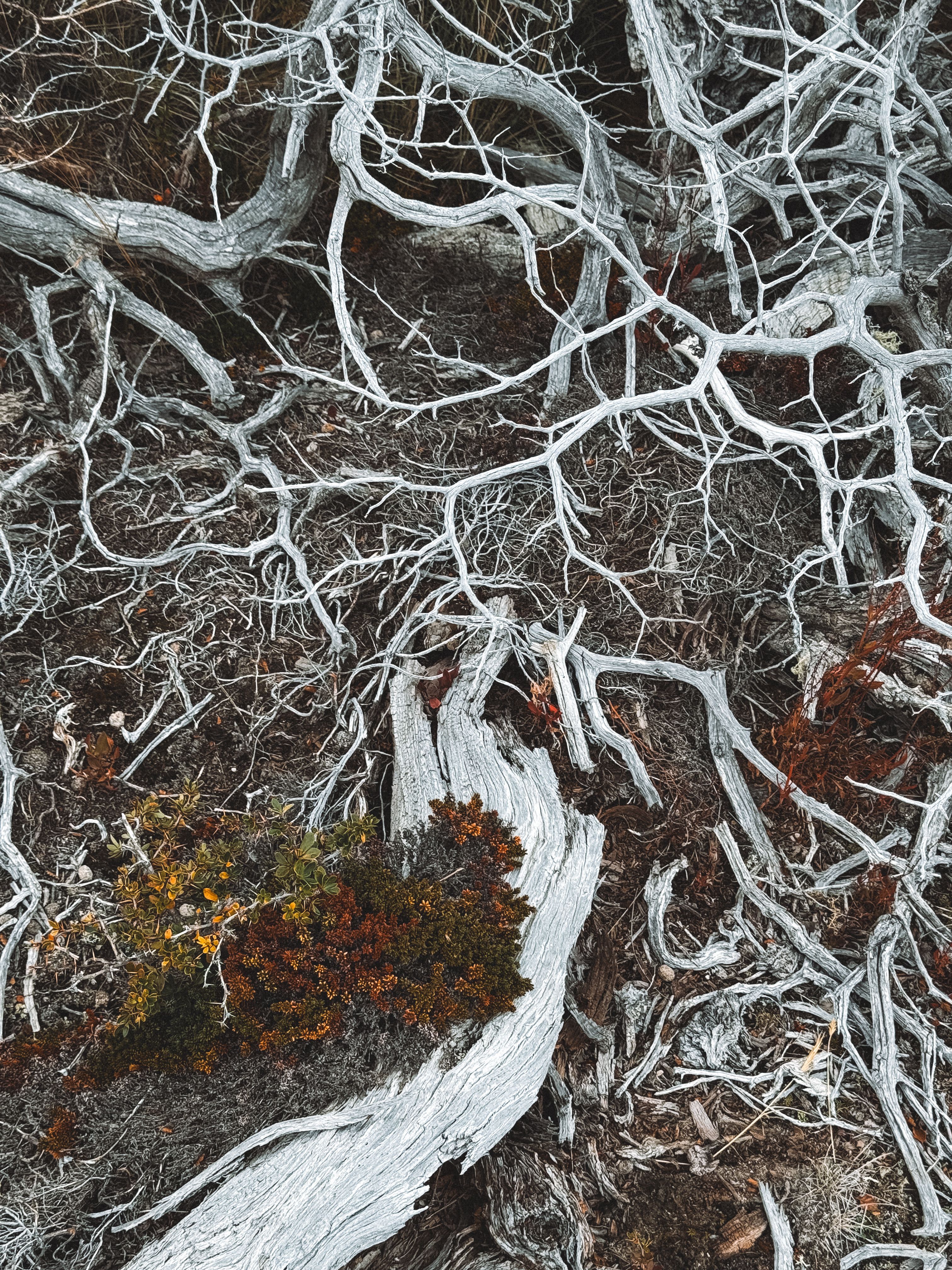 Tree Roots Faded and Rotten · Free Stock Photo