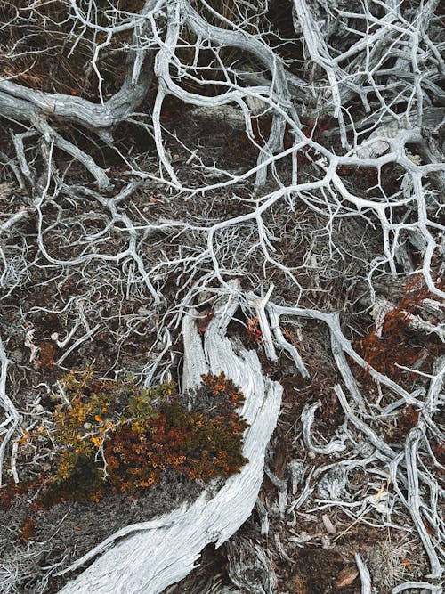 Gratis lagerfoto af falmede, henfald, landskab