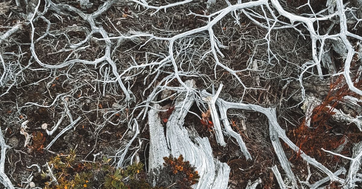 Faded Roots Tree Roots Faded and Rotten · Free Stock Photo