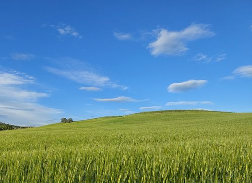 Free Lush green field with a vibrant blue sky and scattered clouds, evoking tranquility. Stock Photo