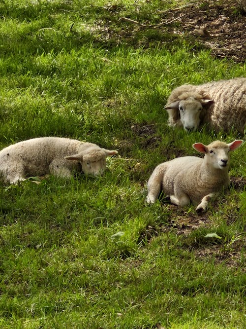 Mum Sheep and her Lambs chilling 