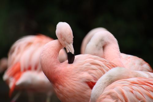 Free Vibrant pink flamingos preening in a natural setting, captured with selective focus. Stock Photo