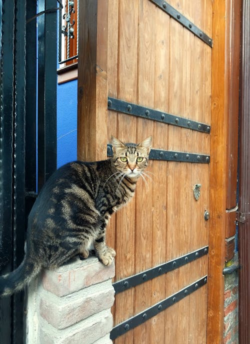 A cat sitting on the edge of a wooden door