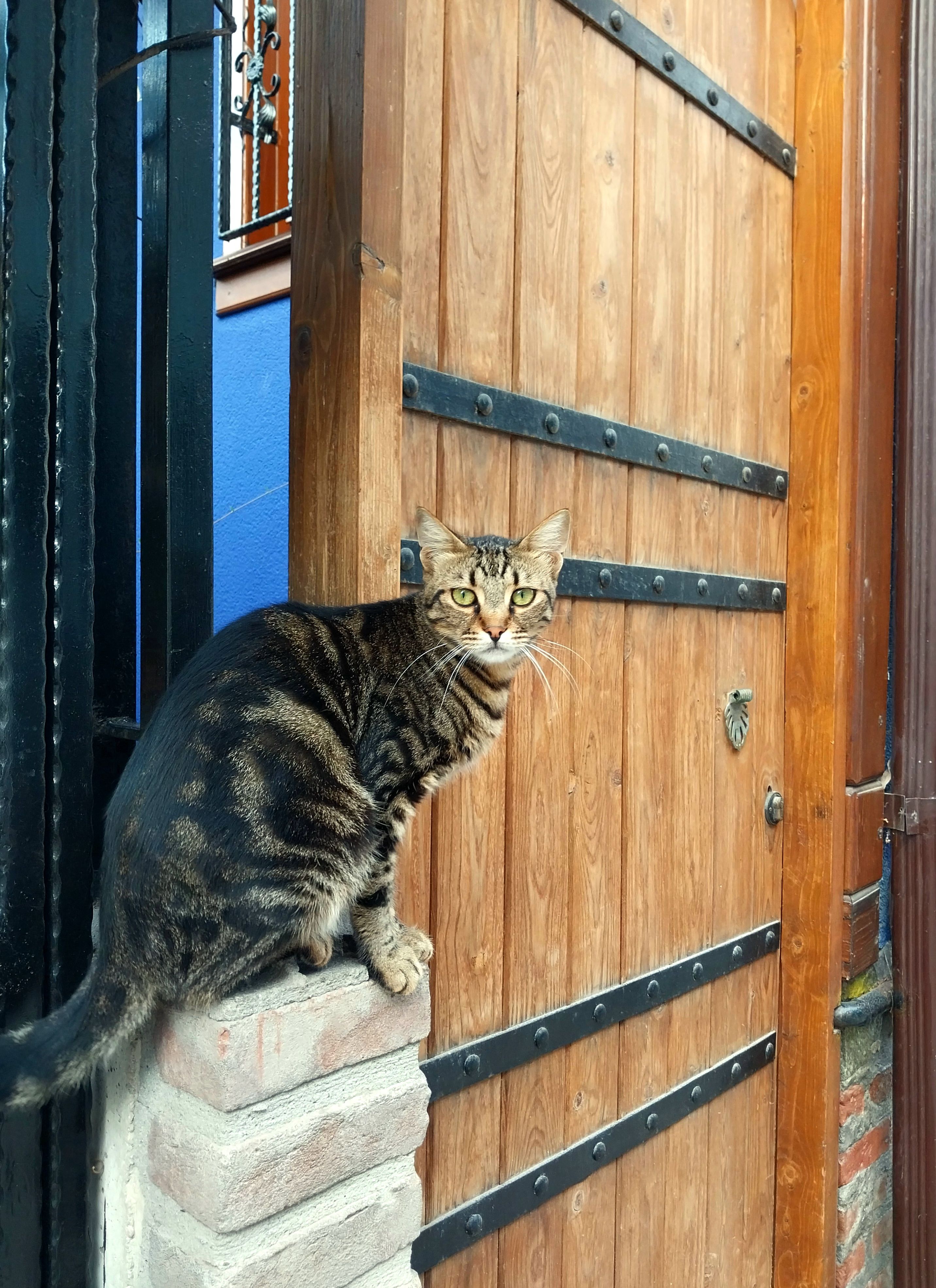 Brown Tabby Cat Sitting on Top of Bricks in Front of a Wooden Door ...