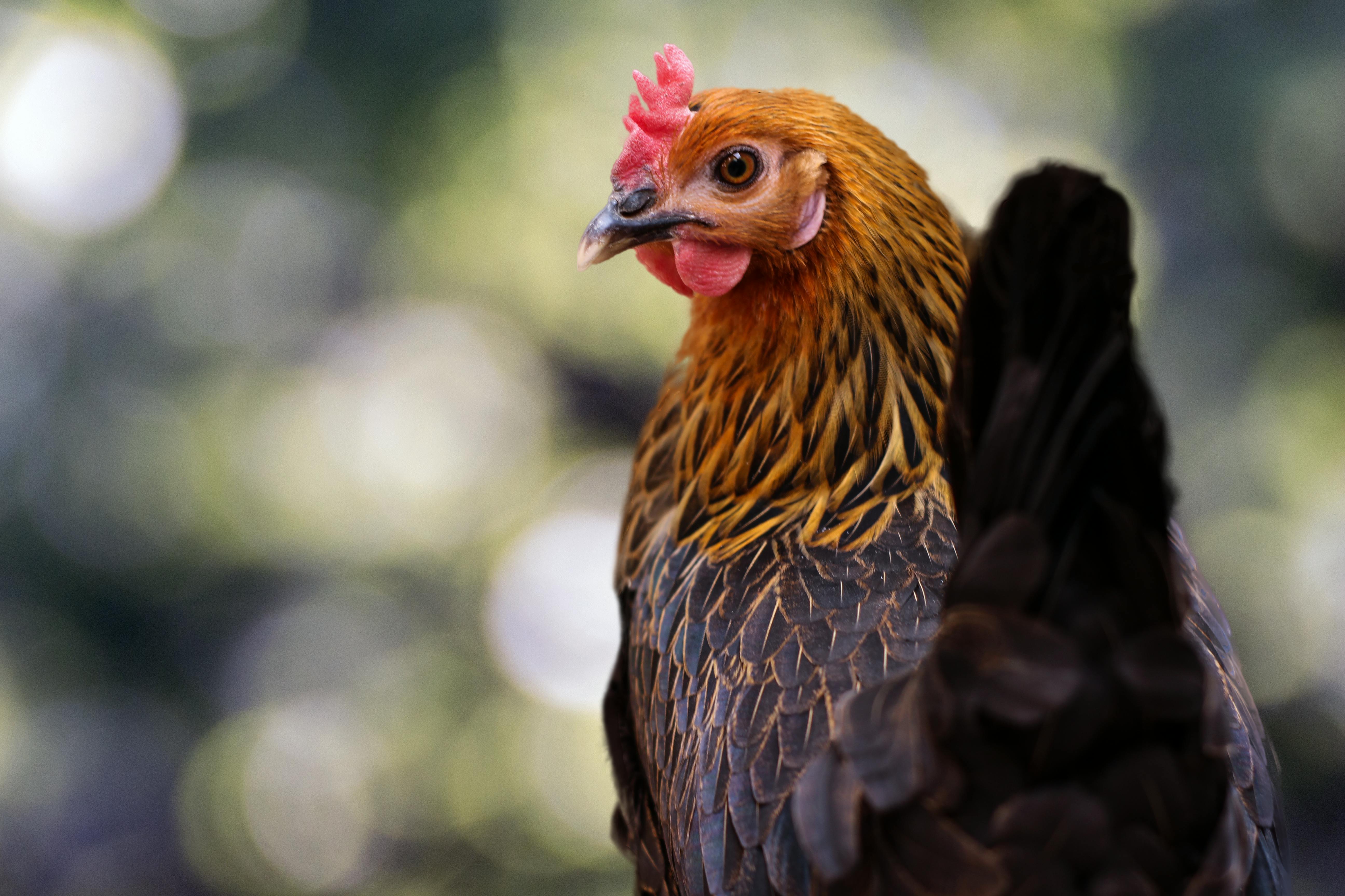Close-Up Photo Of Chicken · Free Stock Photo