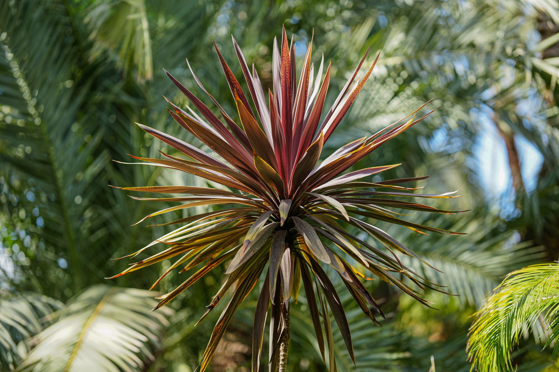 Detailed shot of a tropical Cordyline plant with green and red leaves in a lush garden setting.