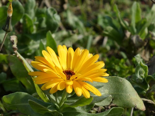 Gratis lagerfoto af botanique, été, fleur