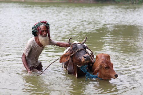 가축, 강, 경주의 무료 스톡 사진