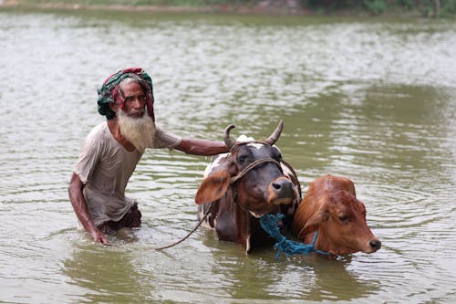 Бесплатное стоковое фото с активный отдых, бангладеша, бык