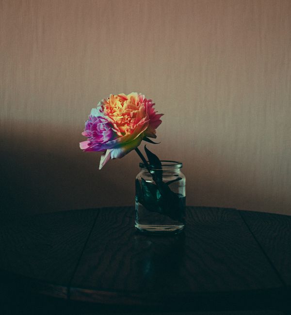 Colorful peony in a glass jar on wooden table, showcasing rainbow hues and delicate petals.