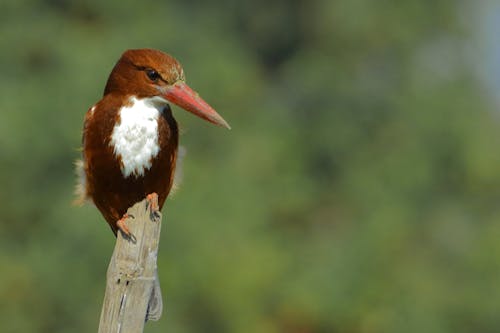 Free stock photo of bird, bird photography, kingfisher