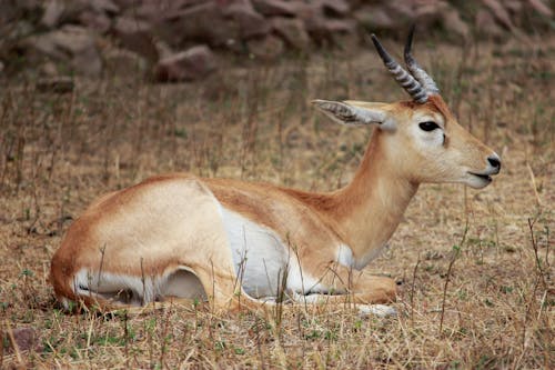 Free stock photo of deer, wildlife, wildlife photography
