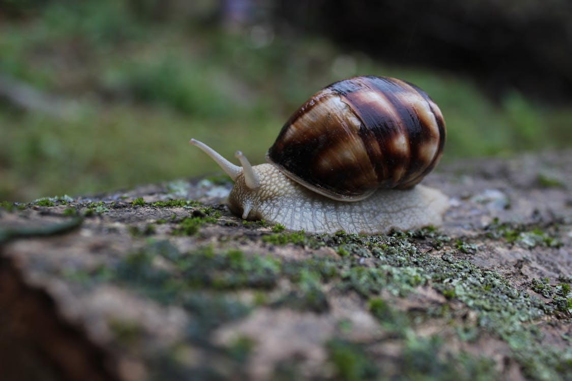 免费 苔藓上的棕色和白色蜗牛的浅焦点摄影 素材图片