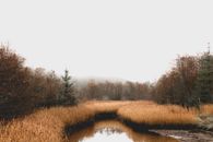 Calm tranquil autumn landscape of swampland lake surrounded by yellow grass and leafless trees against overcast gray sky