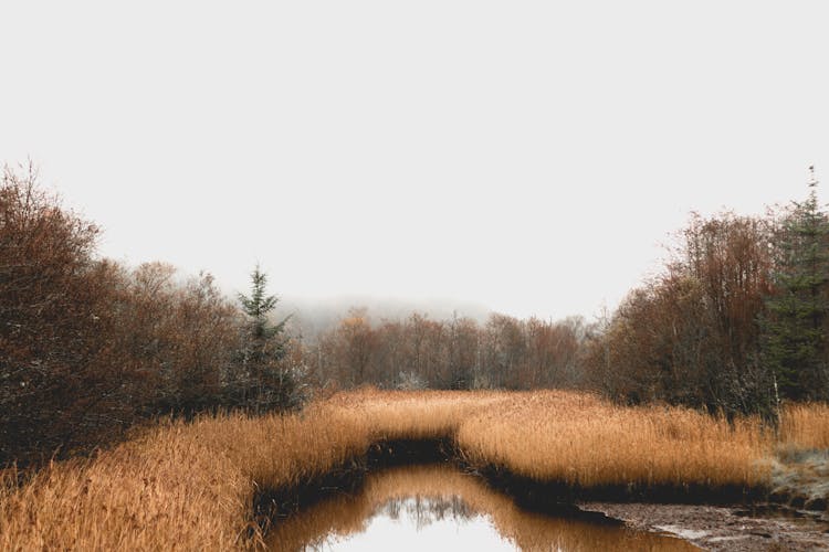 Wetland Located Near Yellow Grass And Autumn Trees