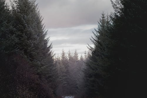 Evergreen trees in winter forest against cloudy sky