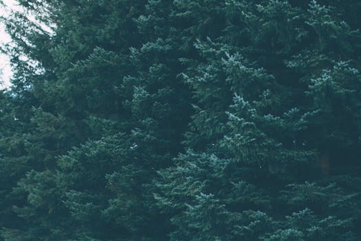 茂密常绿森林与郁郁葱葱的针叶树的特写