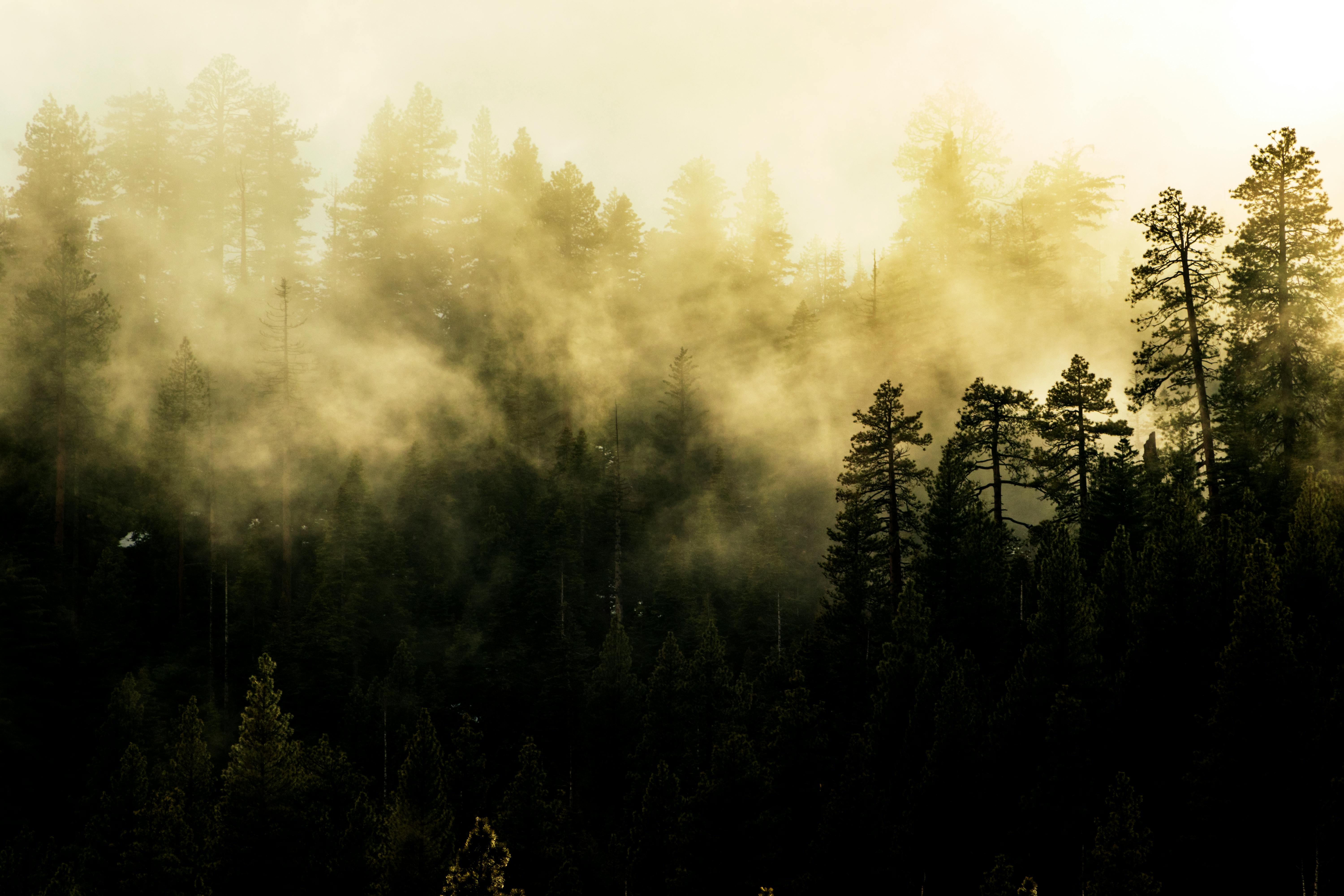 photo of tall trees covered with fog