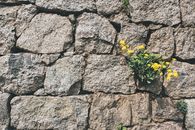 Yellow Flower on Gray Rock