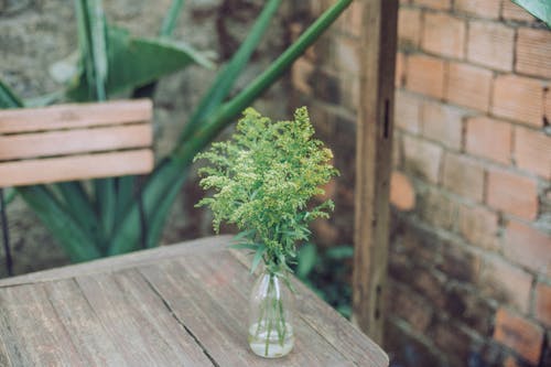 Free stock photo of table, tree