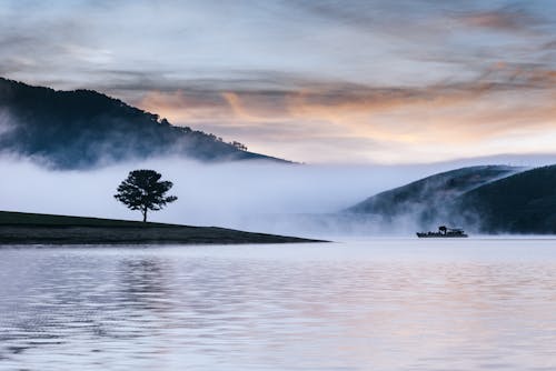 보트 근처 검은 나무