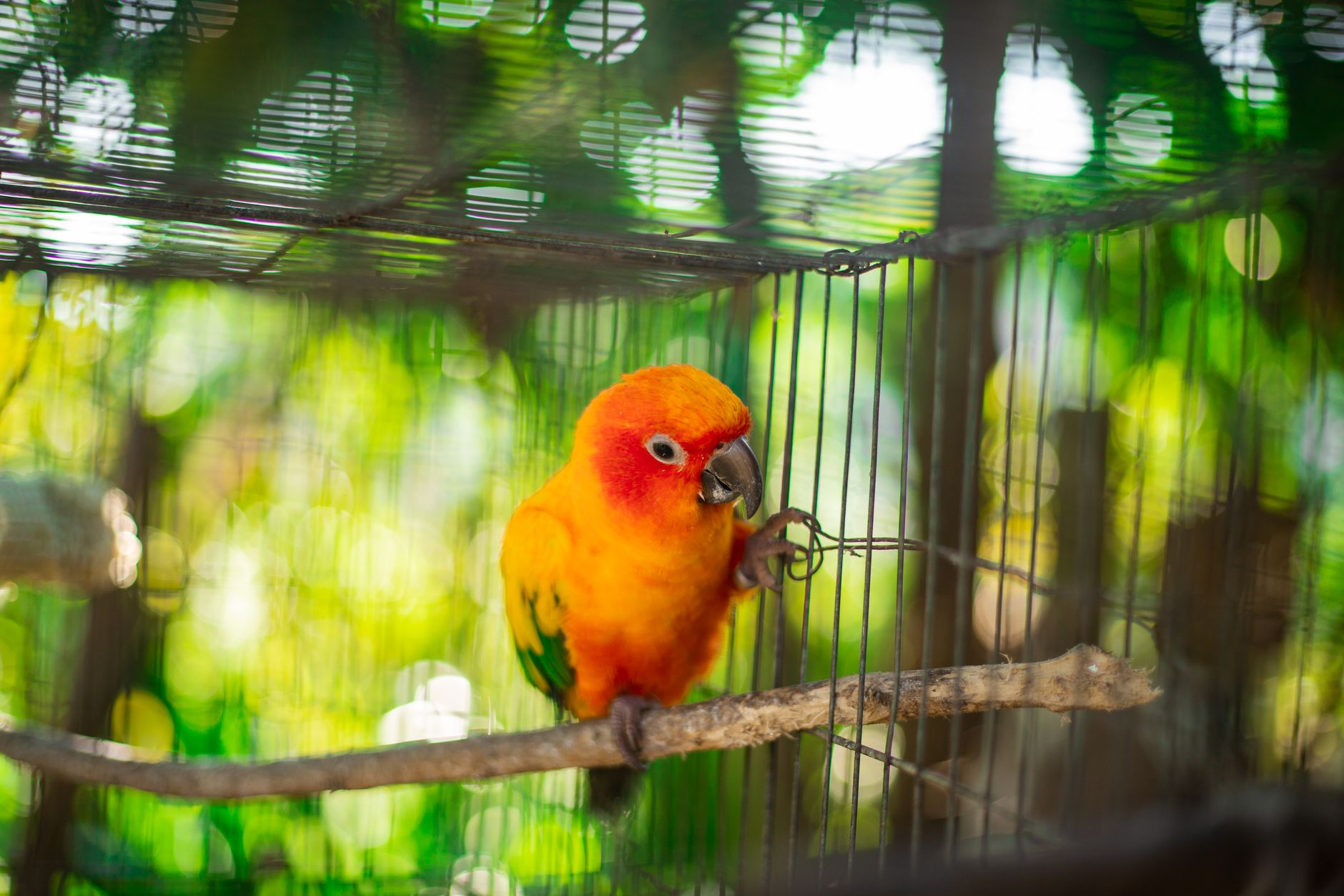 Sparkling Sanctuary: Essential Bird Cage Cleaning for 2026