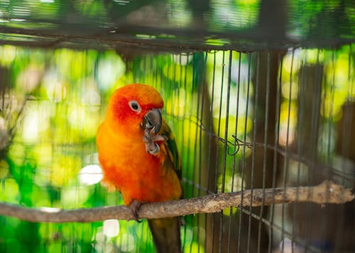 Free stock photo of parrot