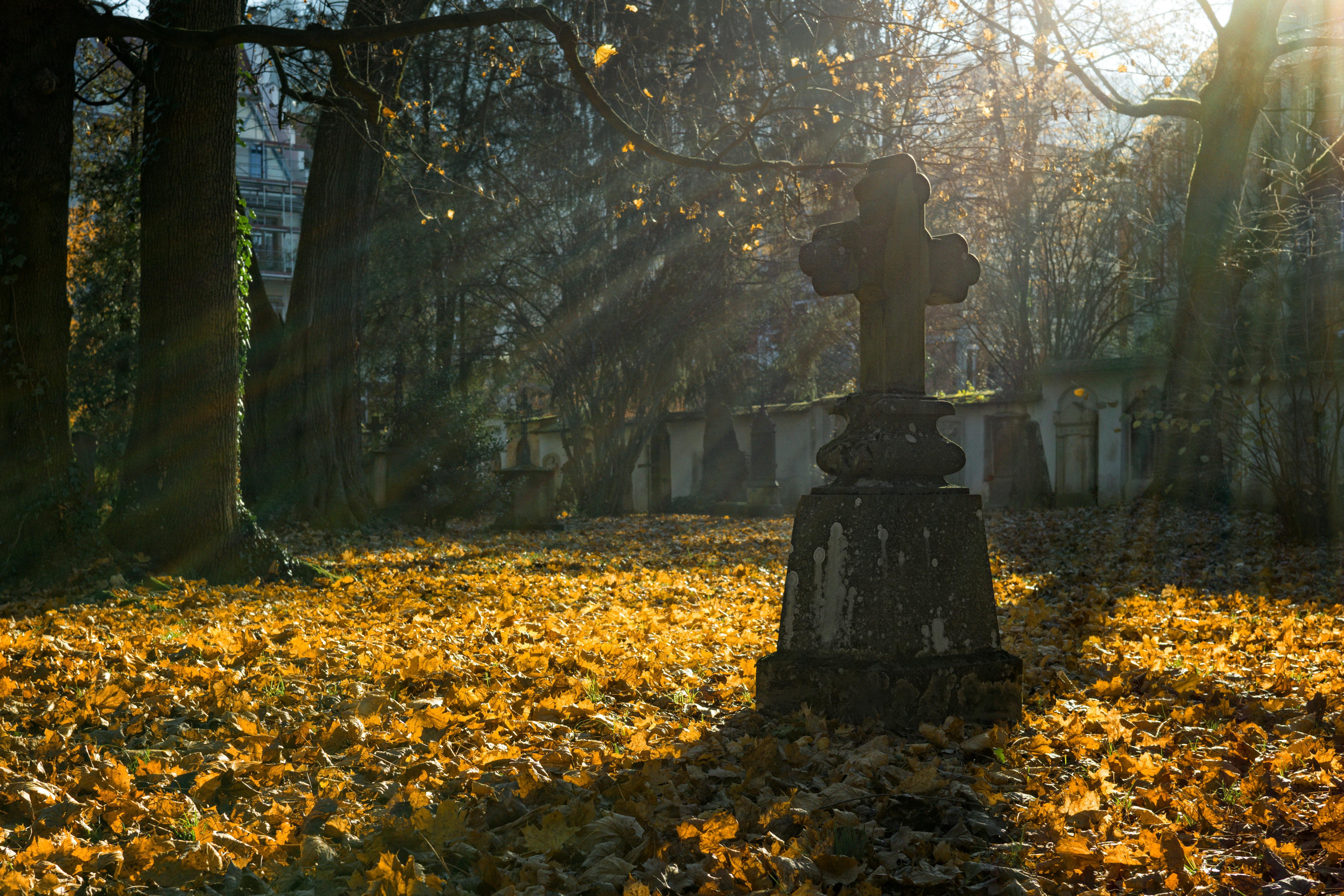 Graves, cemetery, moss, crosses 640x1136 iPhone 5/5S/5C/SE wallpaper,  background, picture, image