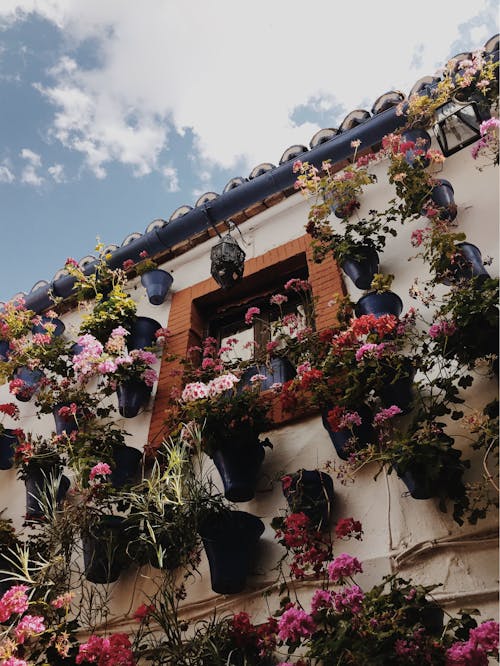 Flowers Hanged on Wall