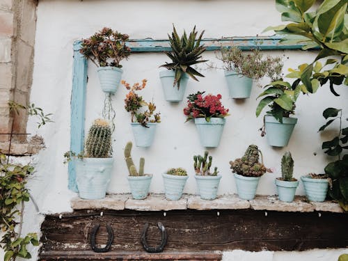 Free Plants in Pot on Wall Stock Photo