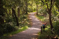 一个背着五颜六色背包的孩子，在马里兰州贝塞斯达探索一条树木繁茂的小径
