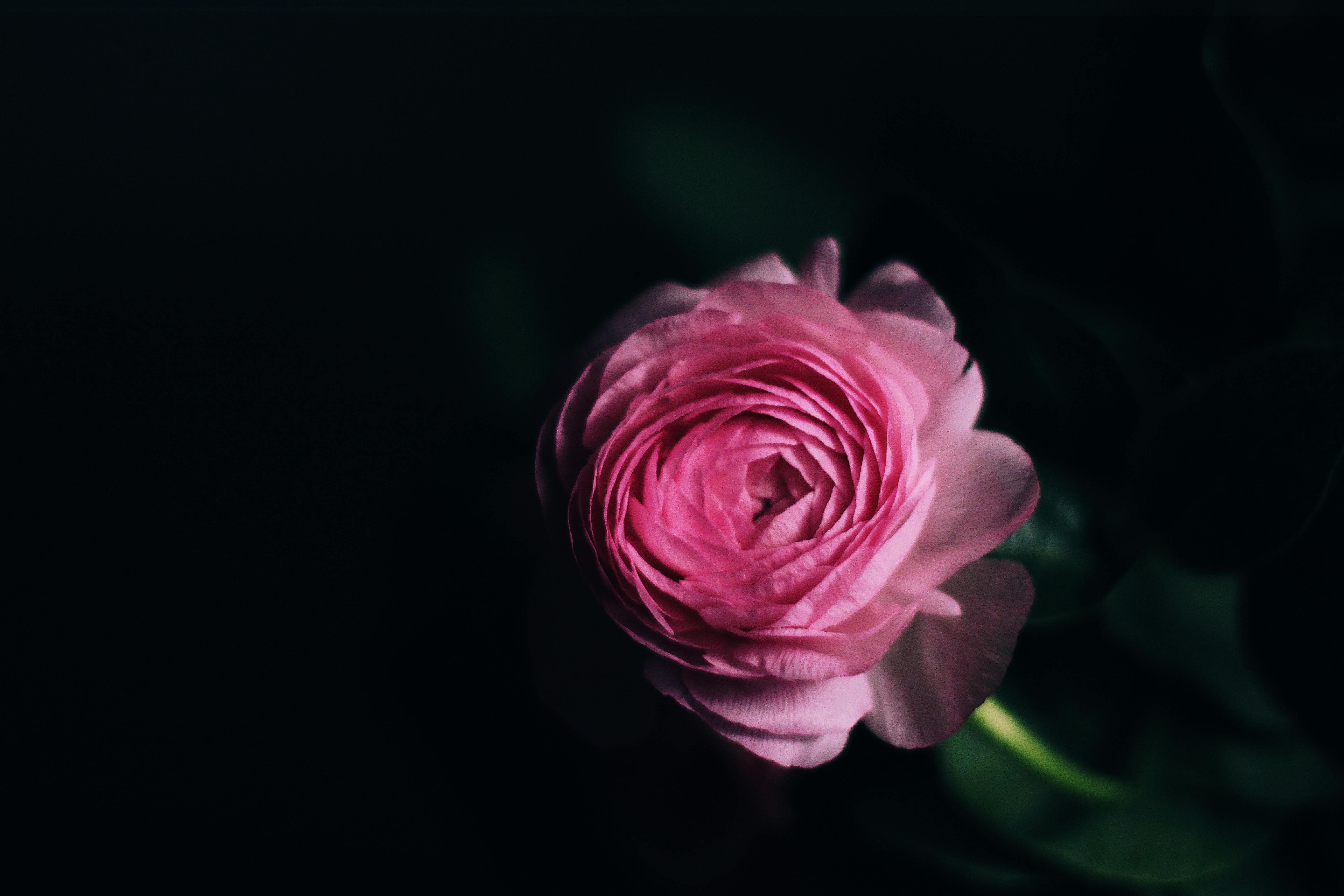 Free stock photo of flower, pink, rose flower