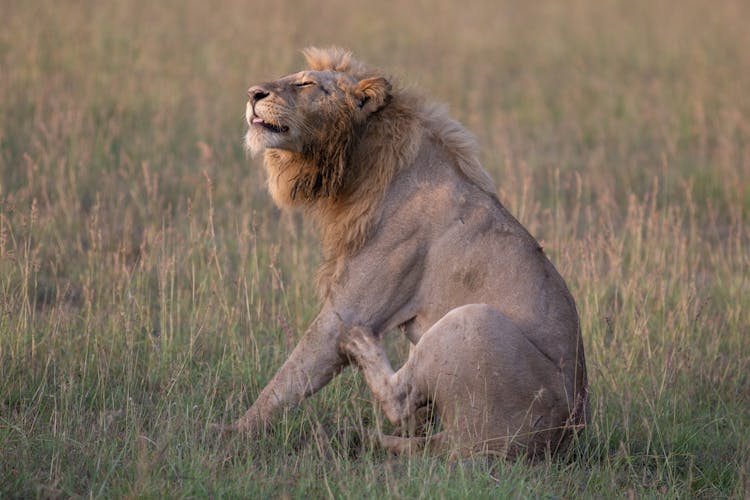 Lion While Scratching