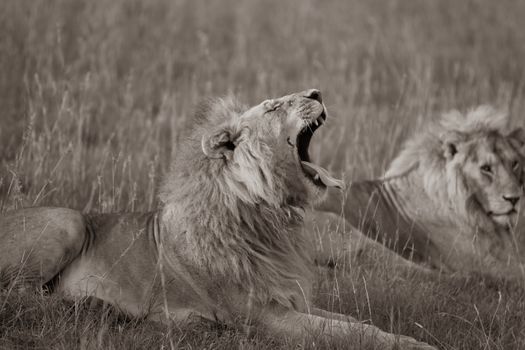 Amboseli under Kilimanjaro (elephants) — Kenya Safari