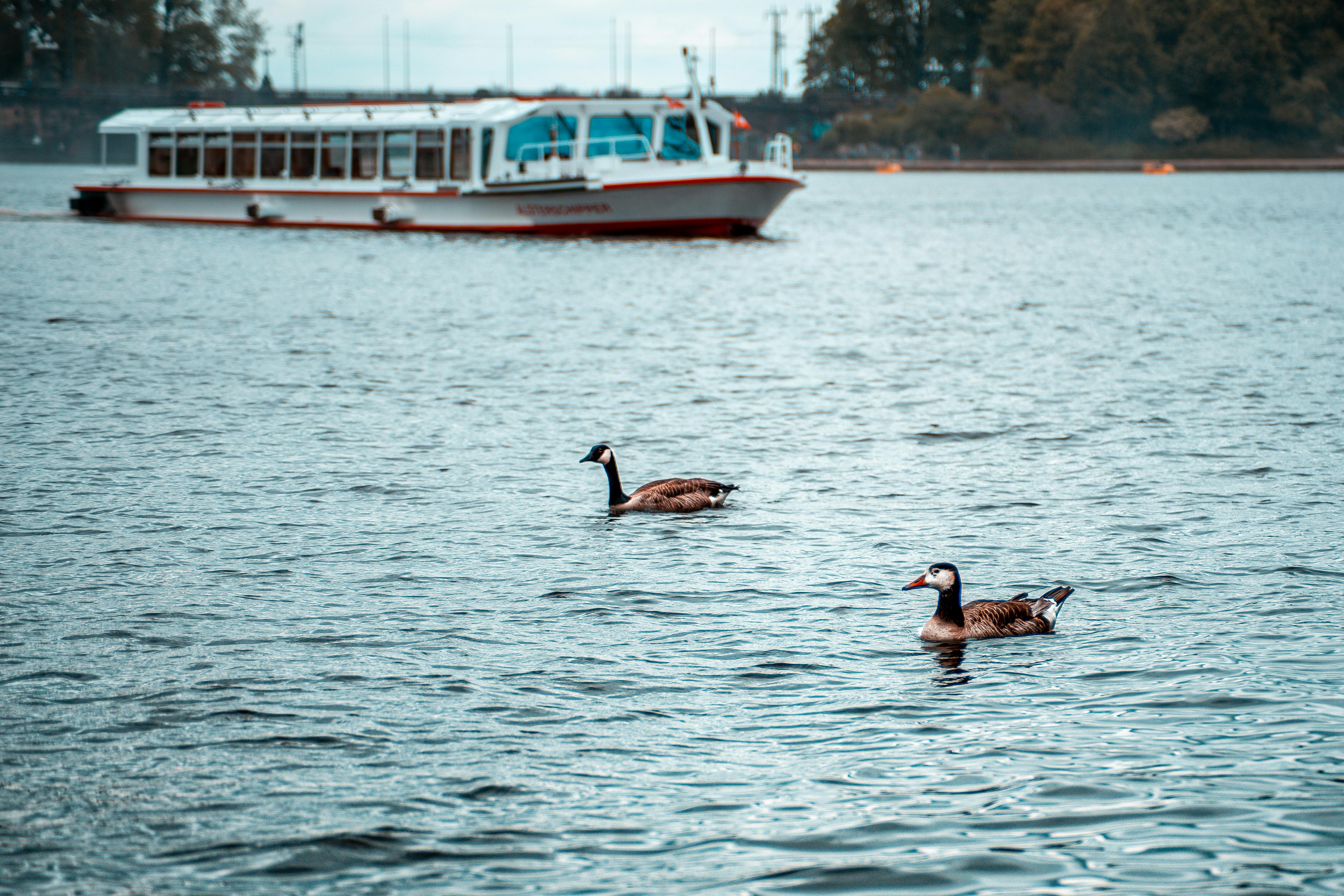 在德国汉堡的阿尔斯特湖上，两只鹅正在游泳，背景是一艘游船