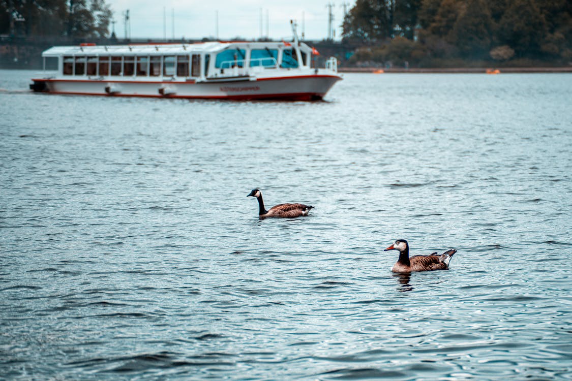 Free Two Brown Geese on Body of Water Stock Photo