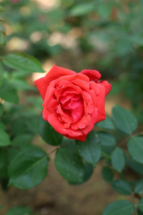 Free Close-up of a vibrant red rose in full bloom surrounded by lush green leaves. Stock Photo