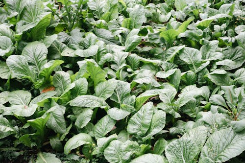 A large green leafy vegetable garden with many plants