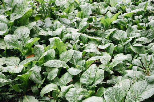 Free A vibrant field of leafy greens flourishing on a rural farm, showcasing healthy cultivation. Stock Photo